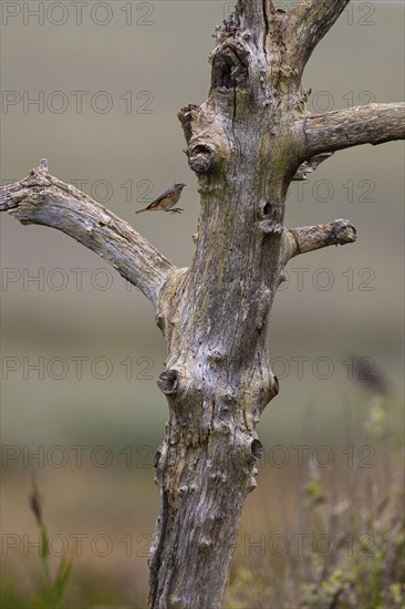 Common redstart