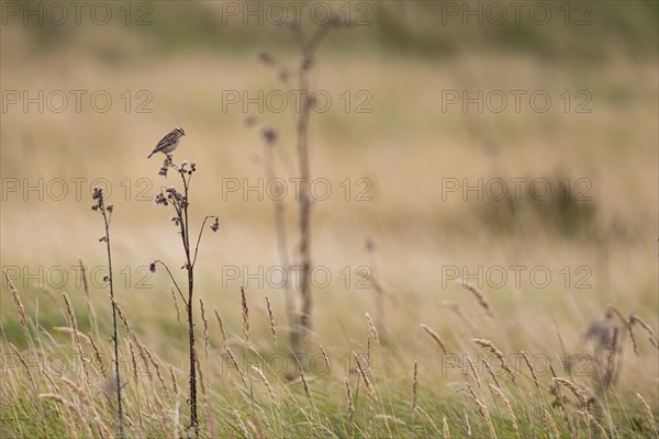 Whinchat