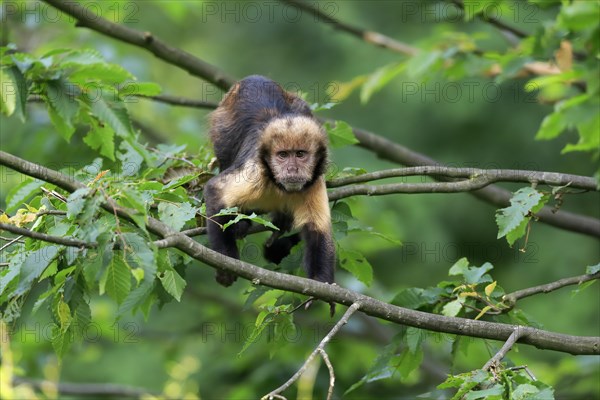 Golden-bellied capuchin