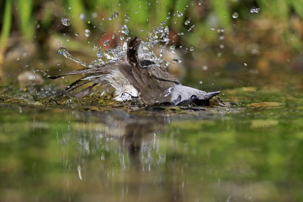 Blackcap