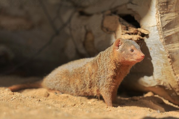 Dwarf mongoose