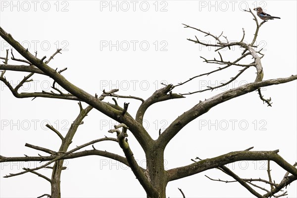 Eurasian jay