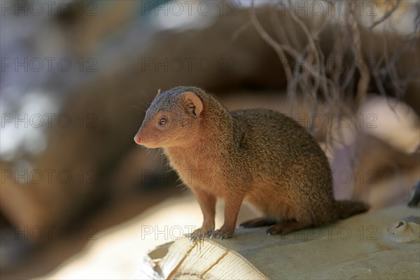 Dwarf mongoose