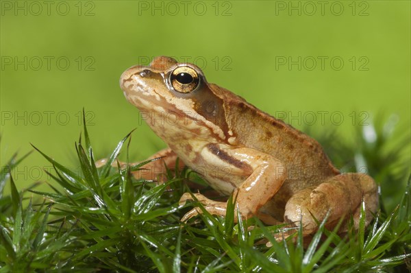 Common frog