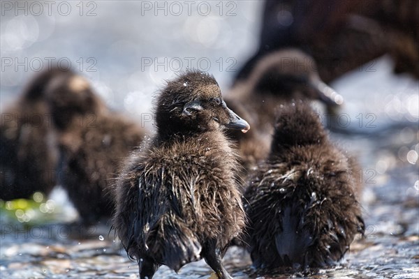 Several common eiders