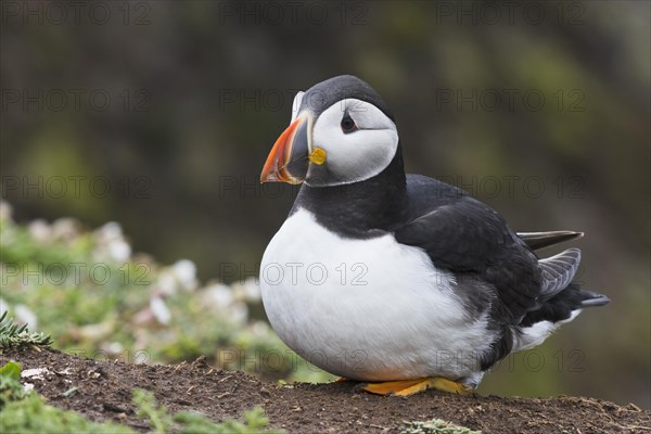 Puffin