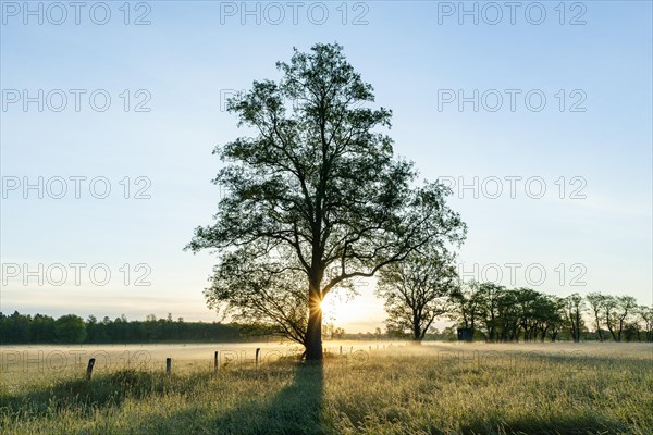 Black alder