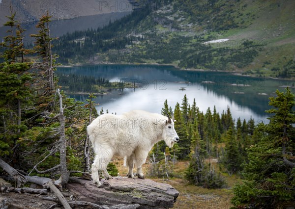 Mountain goat