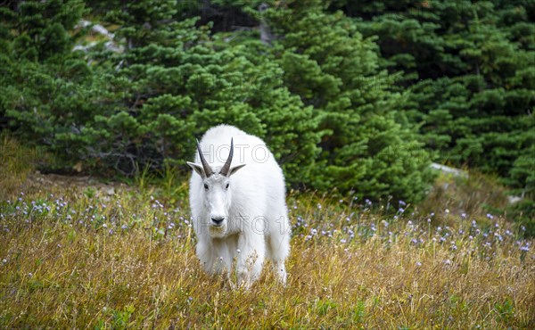 Mountain goat