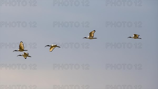 African sacred ibis