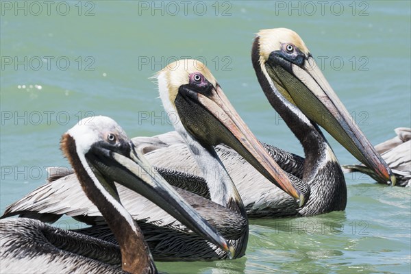 Brown pelicans