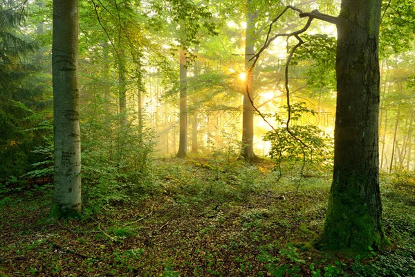 Light-flooded deciduous forest in the warm light of the morning sun