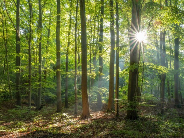 Beech forest flooded with light