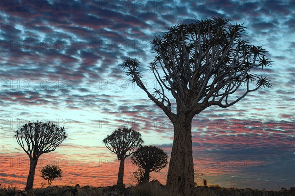 Quiver trees