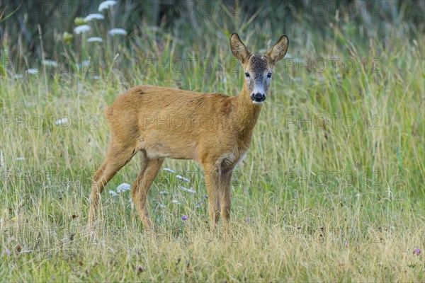 Roe Deer