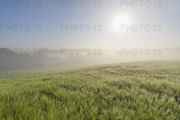 Barley field and countryside on morning with sun and haze
