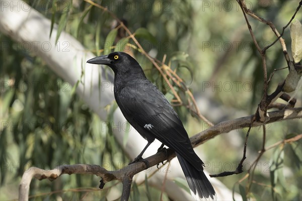 Pied currawong