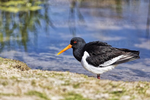 Eurasian oystercatcher