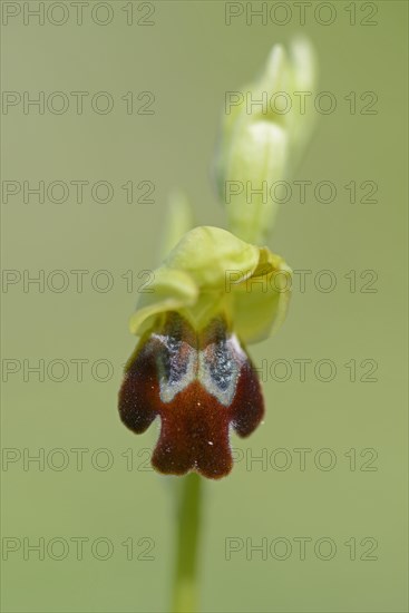 Brown sombre bee-orchid