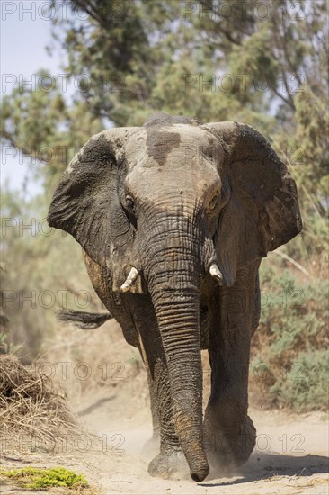 African Elephant