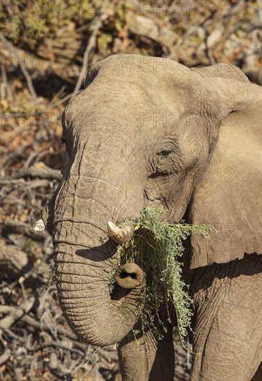 African Elephant