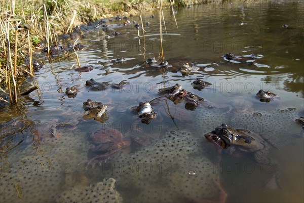 Common frog