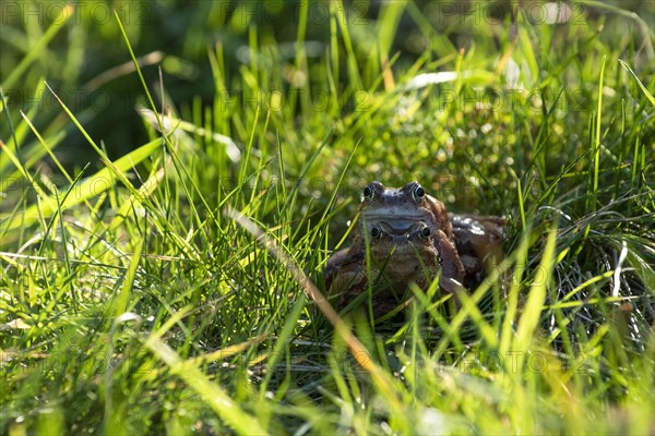 Common frog