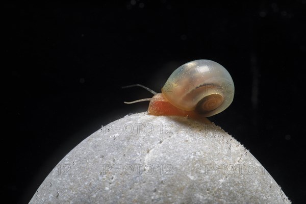 Red ramshorn snail