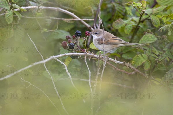 Garden warbler