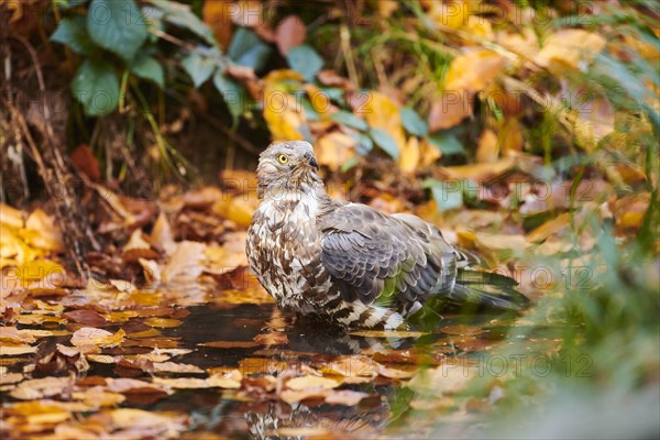 European honey buzzard