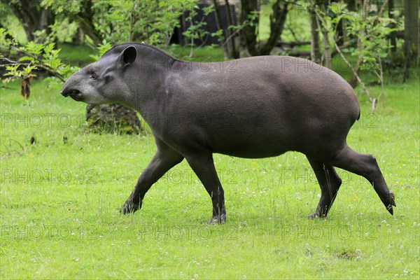 Lowland tapir