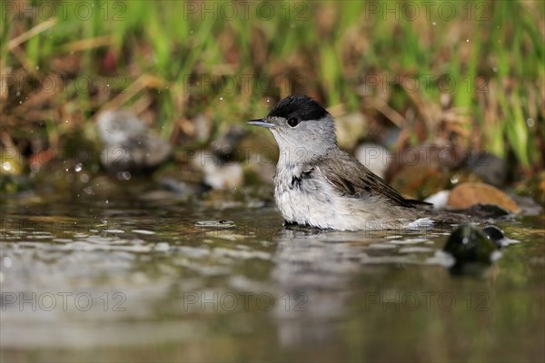 Blackcap