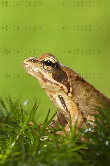 Common frog