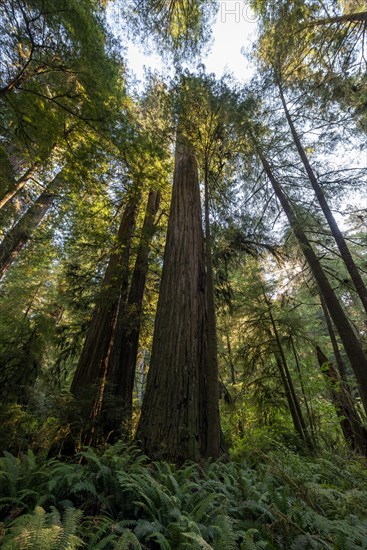 Coast redwoods