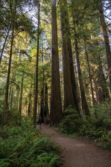 Hiker on trail through forest with coast redwoods