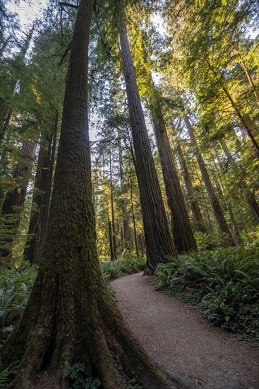 Hiking trail through forest with coastal sequoia trees