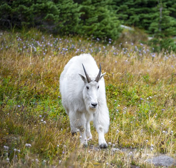 Mountain goat