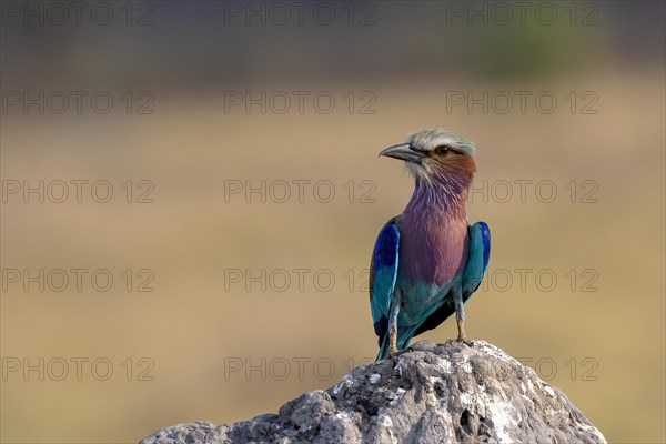 Lilac breasted roller