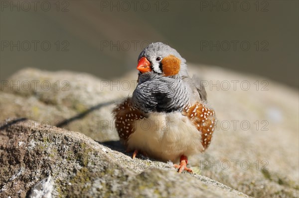 Zebra finch