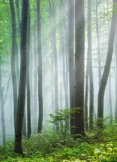 Beech forest flooded with light