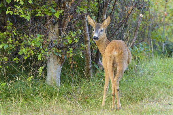 Roe Deer