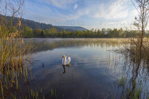 Lake on morning with mute swan