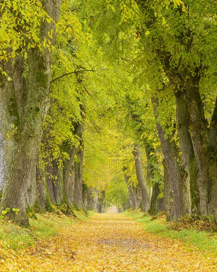 Lime Tree Avenue in Autumn