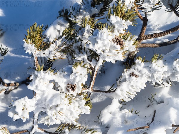 Snow-covered mountain pine