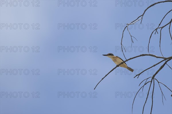 Sacred kingfisher
