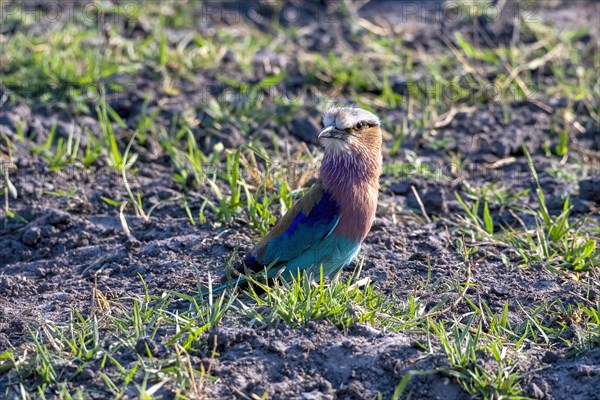 Lilac breasted roller