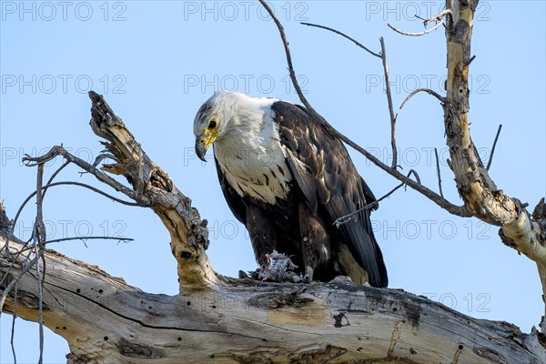 African fish eagle