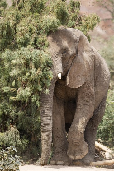 African Elephant