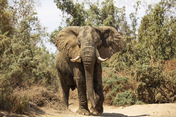 African Elephant