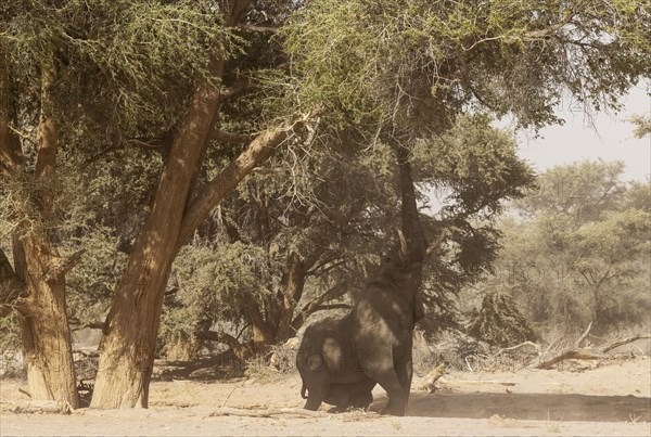 African Elephant